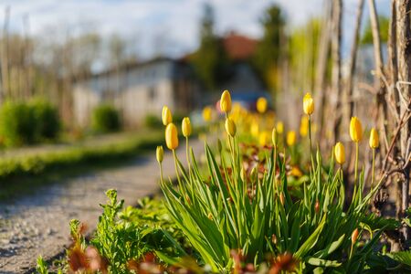 Beautiful tulips in the home gardenの写真素材
