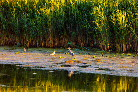Landscape with different birds in the Danube Deltaの写真素材