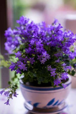 Vase with beautiful blue flowersの写真素材