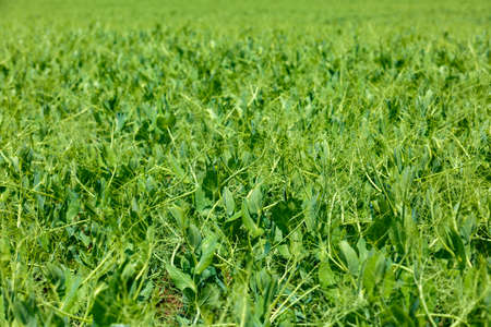 Green field with a pea cultureの写真素材