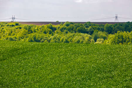 Beautiful landscape with a green wheatの写真素材
