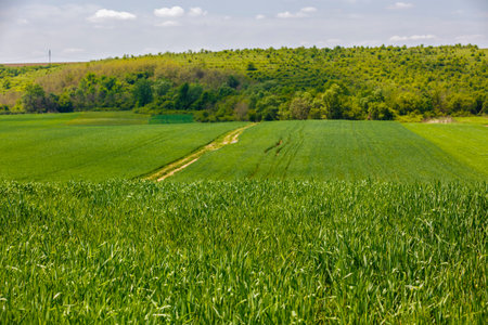 Beautiful landscape with a green wheat