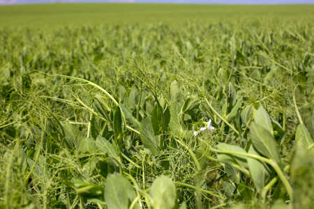 Green field with a pea cultureの写真素材