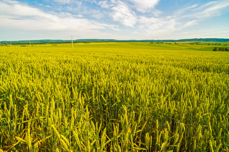 Beautiful landscape with a green wheatの写真素材