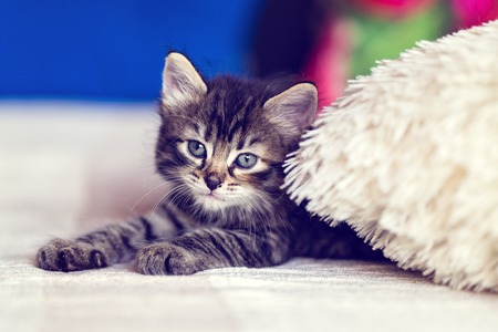 A small and cute little kittenの写真素材