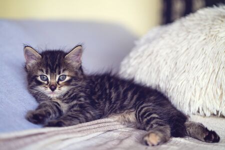 A small and cute little kittenの写真素材