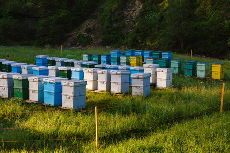 Bee hives somewhere in the mountains