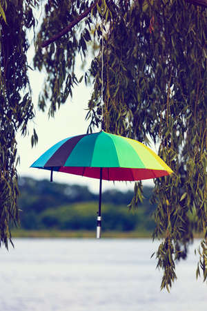 Umbrella in tree decor conceptの写真素材