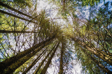 Big and dry fir tree seen from the bottom