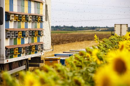 Bee hives on the edge of a sunflower fieldの写真素材