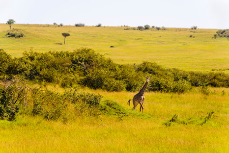 Giraffe walking through the grasslands (Masai Mara; Kenya)の写真素材