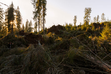 old pine forests shot down by the storm