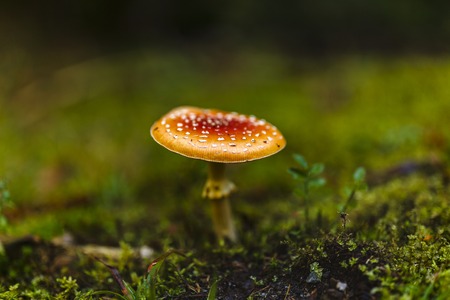 Toxic and hallucinogen mushroom Amanita muscaria in closeupの写真素材