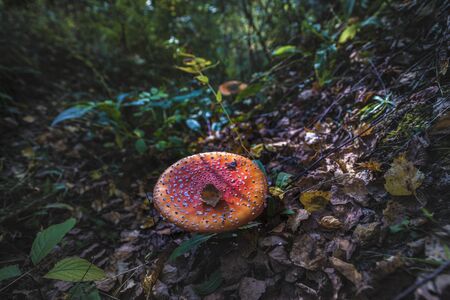 Toxic and hallucinogen mushroom Amanita muscaria in closeupの写真素材