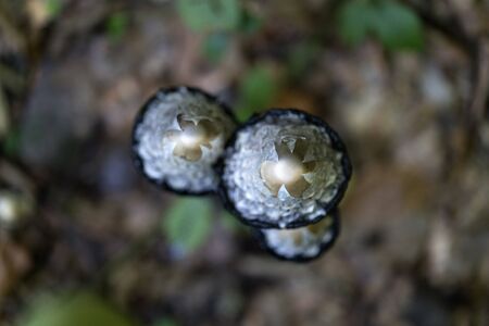 Lawyer's wig (inkcap) edible mushroom, Coprinus comatusの写真素材