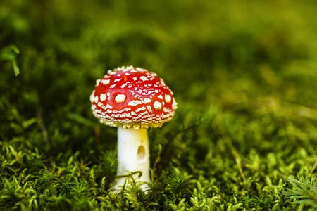 Toxic and hallucinogen mushroom Amanita muscaria in closeupの写真素材