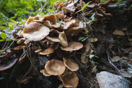 Honey mushrooms cluster in the forest, closeup shotの写真素材