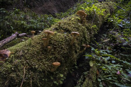 Honey mushroom cluster (Armillaria ostoyae) on tree barkの写真素材