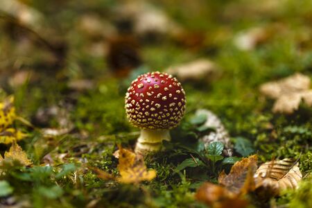 Toxic and hallucinogen mushroom Amanita muscaria in closeupの写真素材