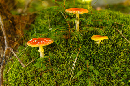 Toxic and hallucinogen mushroom Amanita muscaria in closeup