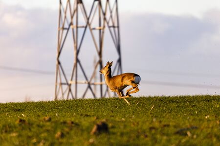 the deer on a field runs and jumpsの写真素材