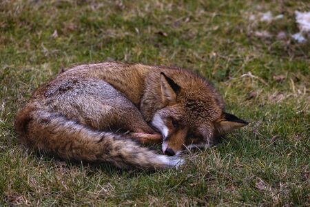 male fox in the natural environmentの写真素材