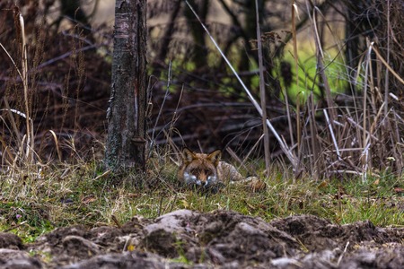 male fox in the natural environmentの写真素材