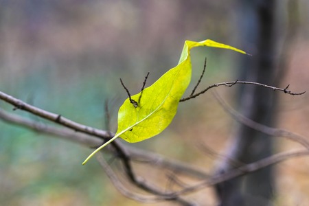 autumn landscape with abstract leavesの写真素材