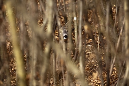 a deer who is hiding in the woodsの写真素材