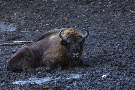zimbru seated in a mud in a natural reserveの写真素材