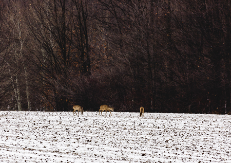 deers at the edge of the forest in winterの写真素材