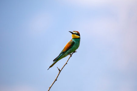 Bee eater birds (Merops apiaster) in various posturesの写真素材