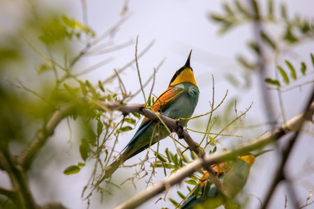Bee eater birds (Merops apiaster) in various postures