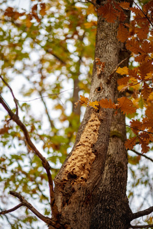 nest of wasps on a tree in the woods