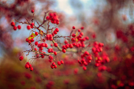 Hawthorn bush with big red fruits in blur background