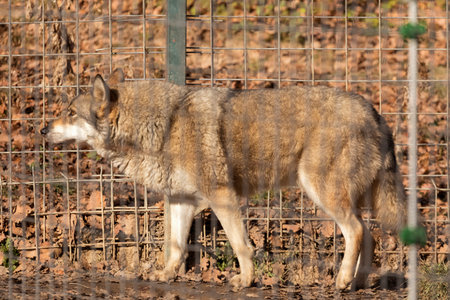 the gray wolf at the zoo among the bars