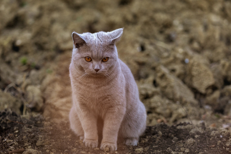 Gray British cat lying outside, in the gardenの写真素材