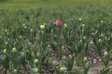tulips blossom on blured background. Selective focus, vintage toned pictureの写真素材