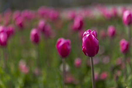 tulips blossom on blured background. Selective focus, vintage toned pictureの写真素材