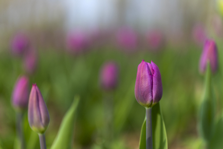 tulips blossom on blured background. Selective focus, vintage toned pictureの写真素材