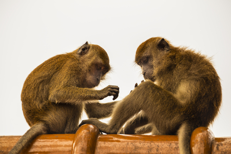 Long tailed Macaque in Malaysiaの写真素材