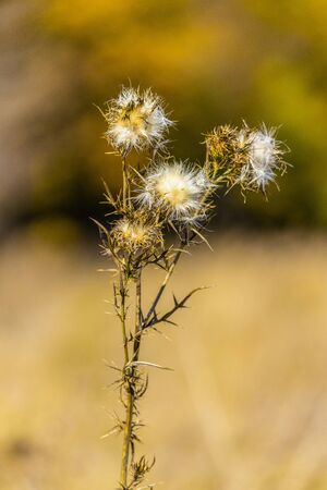 Thistle flowers with seeds spreading during autumn, selective focusの写真素材