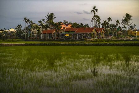 Green field at sunrise. Rice field under sun light at spring time.の写真素材