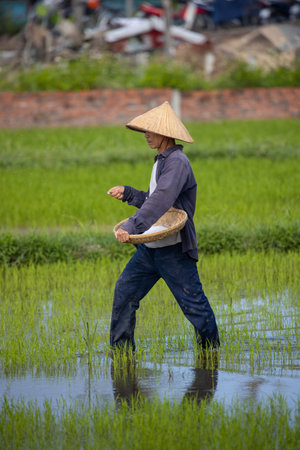 January 11, 2020, Near Hoi An, Vietnam.Agricultural worker works the rice field.のeditorial素材