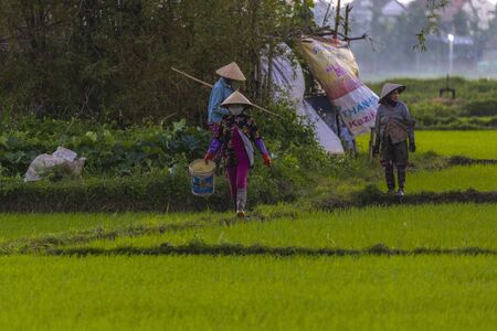 January 11, 2020, Near Hoi An, Vietnam.Agricultural worker works the rice field.のeditorial素材