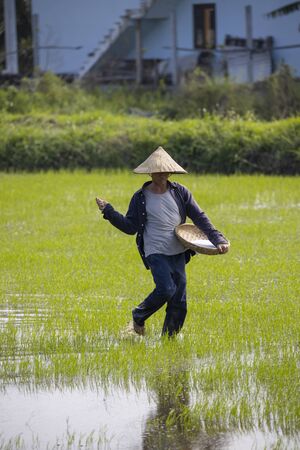 January 11, 2020, Near Hoi An, Vietnam.Agricultural worker works the rice field.のeditorial素材