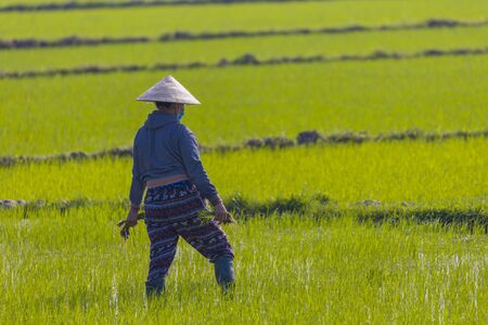 January 11, 2020, Near Hoi An, Vietnam.Agricultural worker works the rice field.のeditorial素材