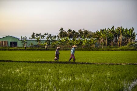 January 11, 2020, Near Hoi An, Vietnam.Agricultural worker works the rice field.のeditorial素材