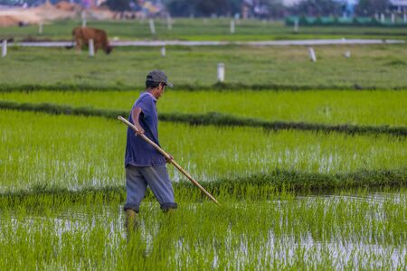 January 11, 2020, Near Hoi An, Vietnam.Agricultural worker works the rice field.のeditorial素材