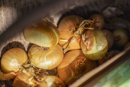 Photo of fresh onions to dry Fresh onion. Bow background. Ripe onions. Onions on the marketの写真素材